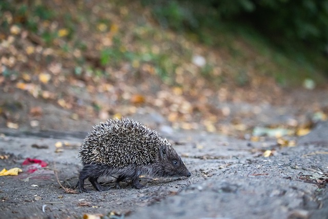 在欧洲足坛 在欧洲足坛